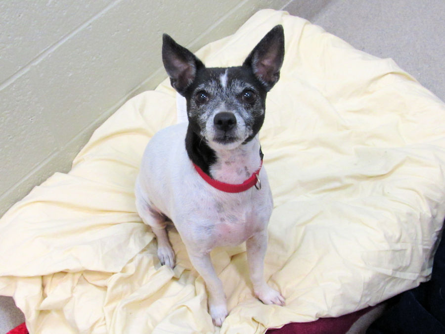 Vero Beach Animals For Adoption